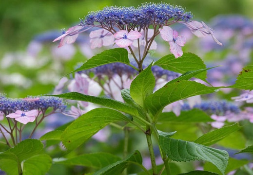 201606111123-DSC00218RX10M3.jpg