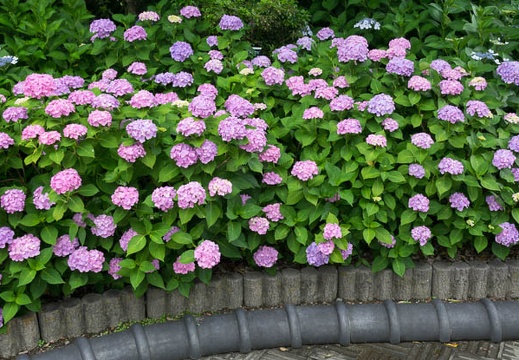 201606111130-DSC00243RX10M3.jpg