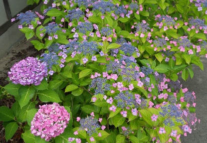 201606111145-DSC00276RX10M3.jpg