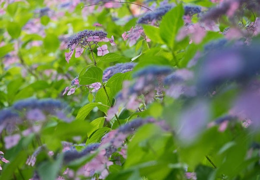201606111146-DSC00280RX10M3.jpg