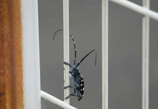201606121508-DSC00726RX10M3.jpg