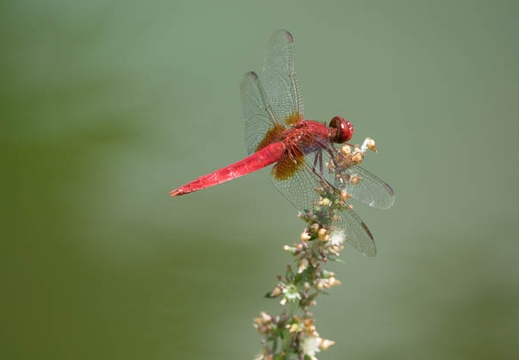 201606141304-DSC00815RX10M3.jpg