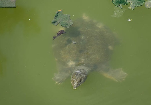 201606141315-DSC00836RX10M3.jpg