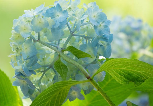 201606141336-DSC00886RX10M3.jpg