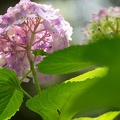 201606141355-DSC00933RX10M3.jpg