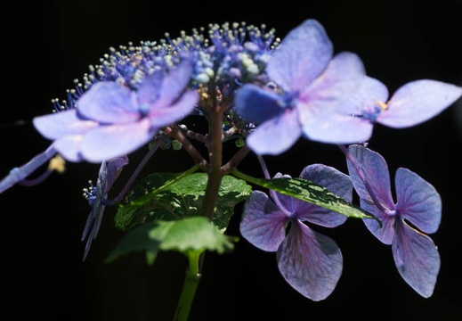 201606141356-DSC00938RX10M3.jpg