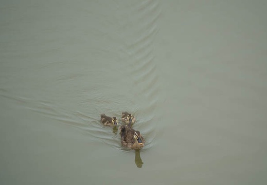 201606171302-DSC01189RX10M3.jpg