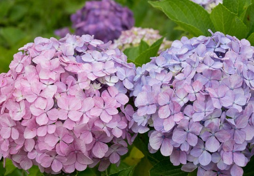 201606171316-DSC01223RX10M3.jpg