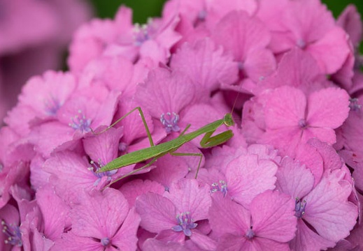 201606171322-DSC01229RX10M3.jpg