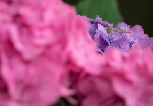 201606171332-DSC01265RX10M3.jpg