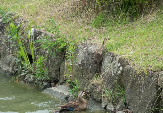 201606171336-DSC01281RX10M3.jpg