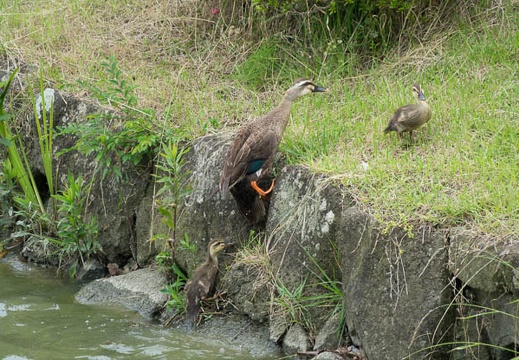 201606171336-DSC01282RX10M3.jpg