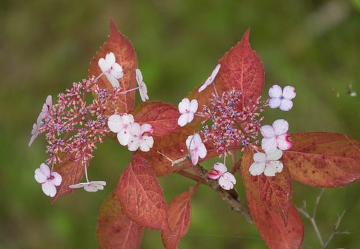 201606171359-DSC01313RX10M3.jpg