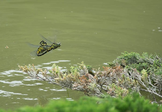 201606171426-DSC01336RX10M3.jpg
