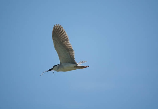 201606181141-DSC01465RX10M3.jpg