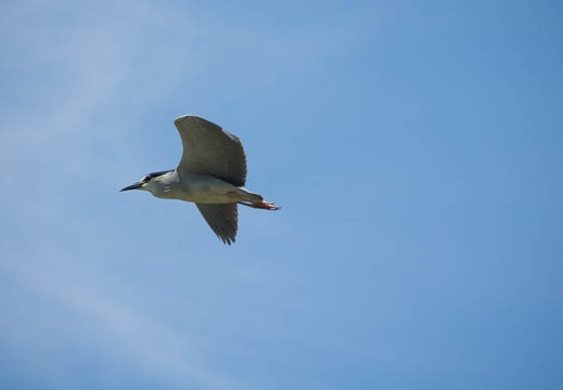 201606181157-DSC01523RX10M3.jpg
