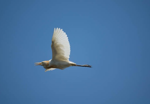 201606181201-DSC01544RX10M3.jpg