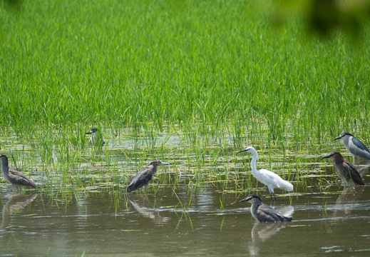 201606181218-DSC01573RX10M3.jpg