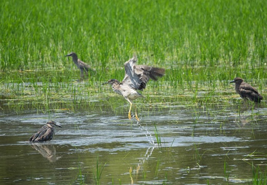 201606181218-DSC01575RX10M3.jpg