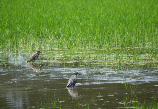 201606181219-DSC01580RX10M3.jpg