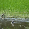 201606181219-DSC01580RX10M3.jpg