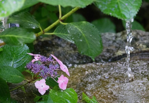 201606200644-DSC01934RX10M3.jpg