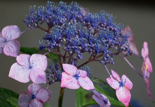 201606200651-DSC01958RX10M3.jpg