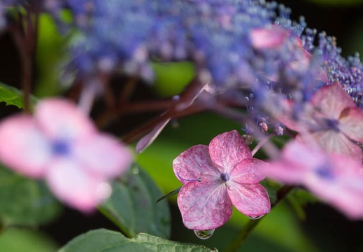 201606200651-DSC01960RX10M3.jpg