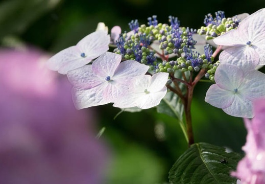 201606200719-DSC02043RX10M3.jpg