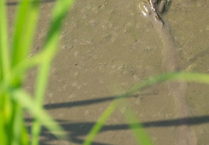 201606200805-DSC02092RX10M3.jpg
