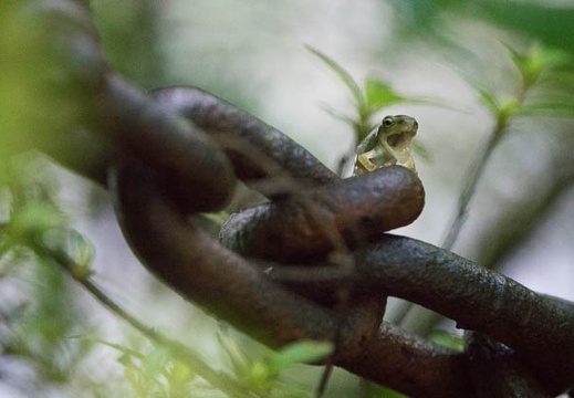 201606200817-DSC02134RX10M3.jpg