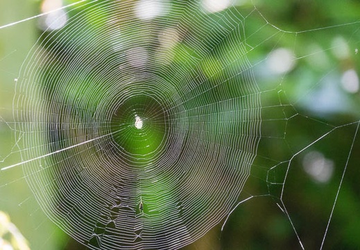 201606200906-DSC02246RX10M3.jpg