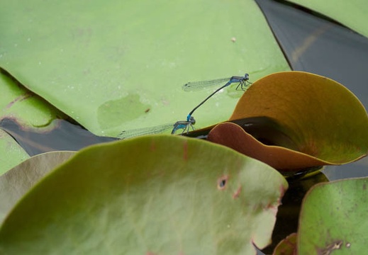 201606221457-DSC02637RX10M3.jpg