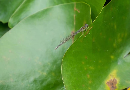 201606221457-DSC02639RX10M3.jpg