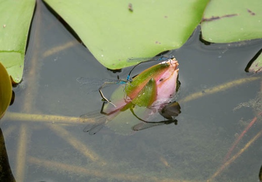 201606221458-DSC02642RX10M3.jpg