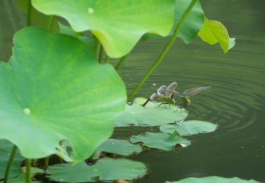 201606221516-DSC02651RX10M3.jpg
