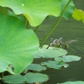 201606221516-DSC02651RX10M3.jpg