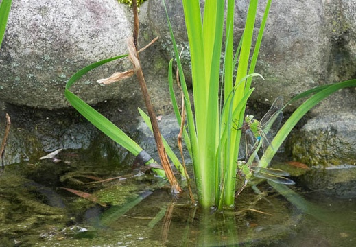 201606221517-DSC02653RX10M3.jpg