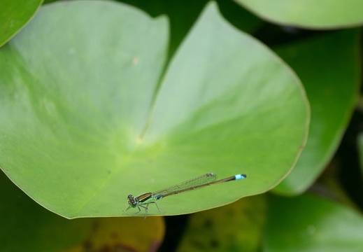 201606221547-DSC02688RX10M3.jpg