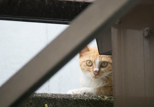 201606221558-DSC02691RX10M3.jpg