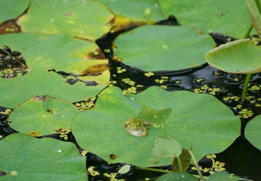 201607030644-DSC03783RX10M3.jpg