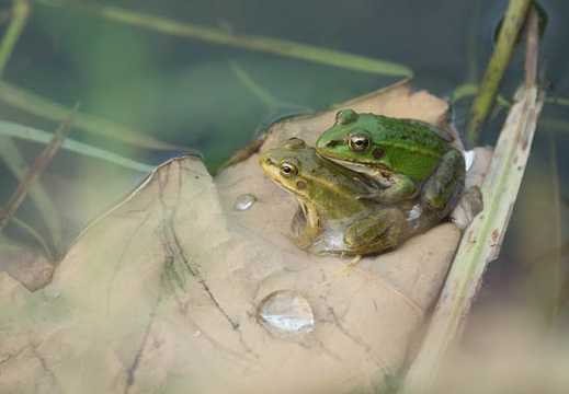 201607030645-DSC03787RX10M3.jpg