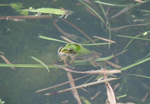 201607030646-DSC03792RX10M3.jpg
