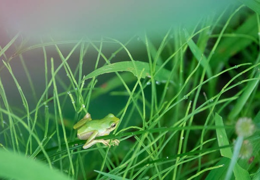 201607030652-DSC03796RX10M3.jpg