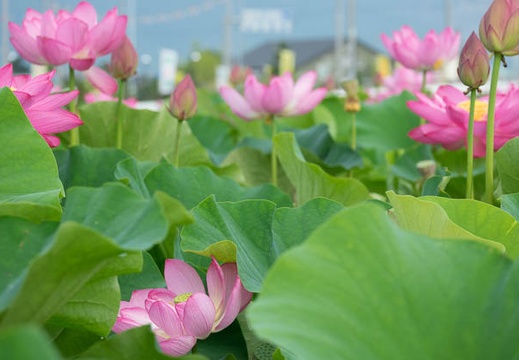 201607030653-DSC03797RX10M3.jpg