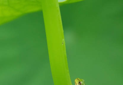 201607030702-DSC03810RX10M3.jpg