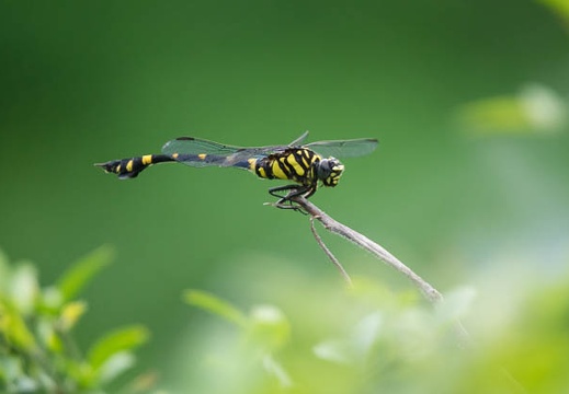 201607031040-DSC03826RX10M3.jpg