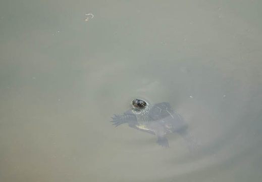 201607031157-DSC03907RX10M3.jpg