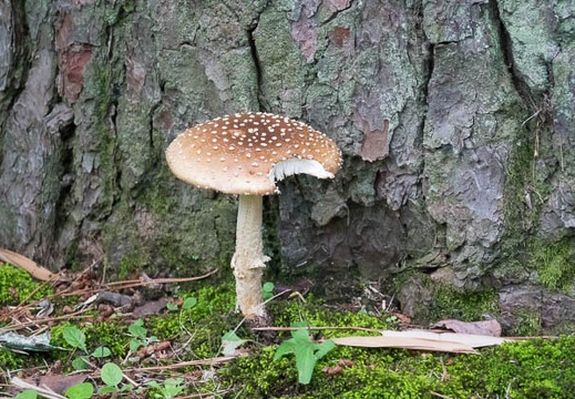 201607041109-DSC04048RX10M3.jpg