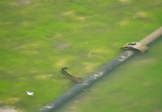 201607041205-DSC04074RX10M3.jpg